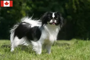 Read more about the article Japan Chin breeders and puppies in Canada