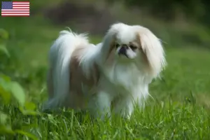 Read more about the article Japan Chin breeders and puppies in the USA