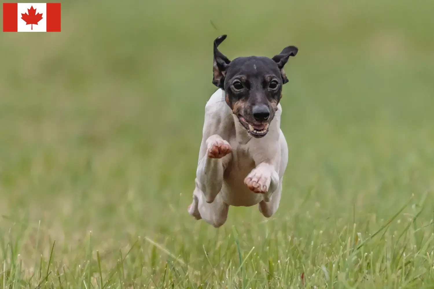 Read more about the article Japanese Terrier Breeder and Puppies in Canada