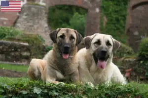 Read more about the article Kangal breeders and puppies in the USA