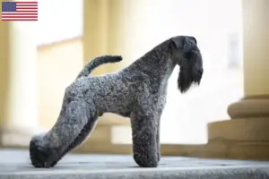 Read more about the article Kerry Blue Terrier breeders and puppies in the USA