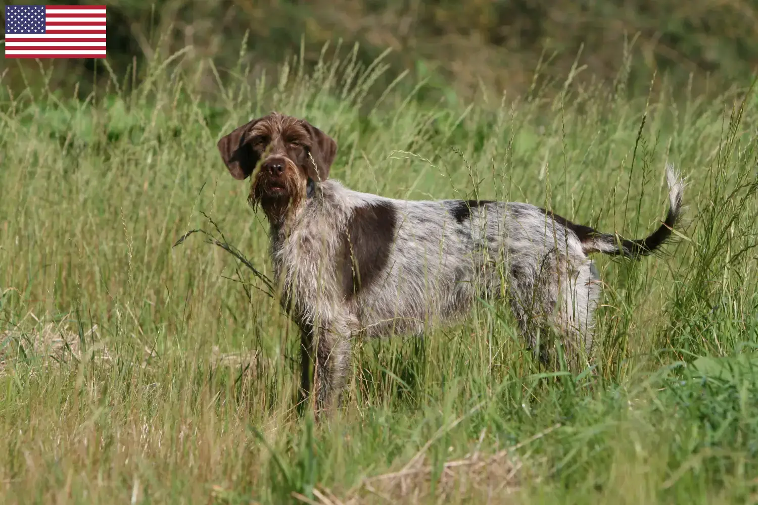 Korthals Griffon puppies and breeders USA Here you can find Griffon d'arrêt à poil durs breeders in the USA.