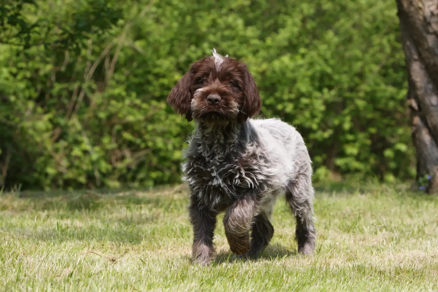 Buying a Griffon d'arrêt à poil dur puppy means taking responsibility! Buy Korthals Griffon puppies.