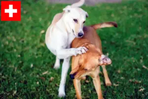 Read more about the article Kritikos Lagonikos breeders and puppies in Switzerland