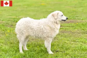 Read more about the article Kuvasz breeders and puppies in Canada