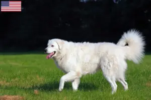 Read more about the article Kuvasz breeders and puppies in the USA