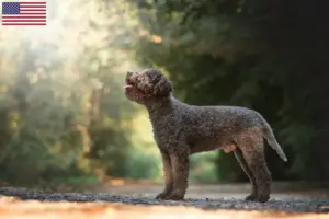 Read more about the article Lagotto Romagnolo breeders and puppies in the USA