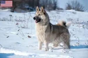 Read more about the article Laika breeders and puppies in the USA
