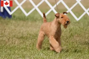 Read more about the article Lakeland Terrier breeders and puppies in Canada