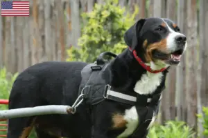 Read more about the article Large Swiss Mountain Dog Breeder and Puppies in the USA