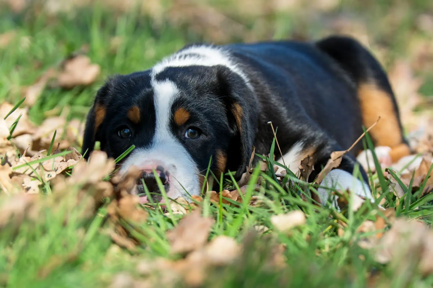 Buying a Greater Swiss Mountain Dog puppy means taking responsibility! Buy Greater Swiss Mountain Dog puppies.