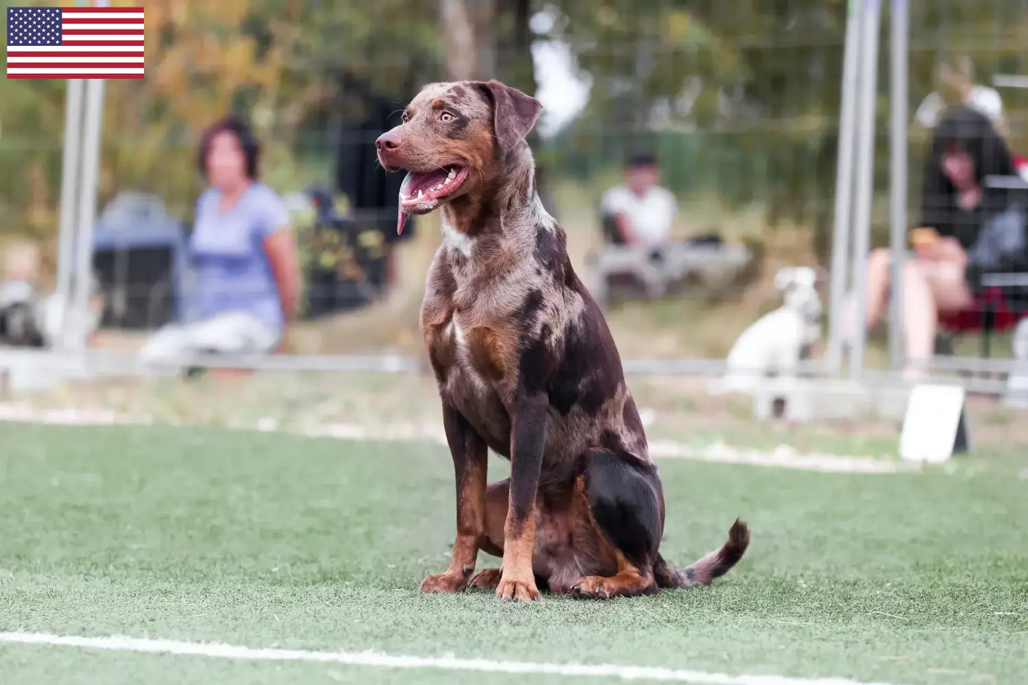 Louisiana Catahoula Leopard Dog puppies and breeders USA Find Louisiana Catahoula Leopard Dogs breeders in the USA here.