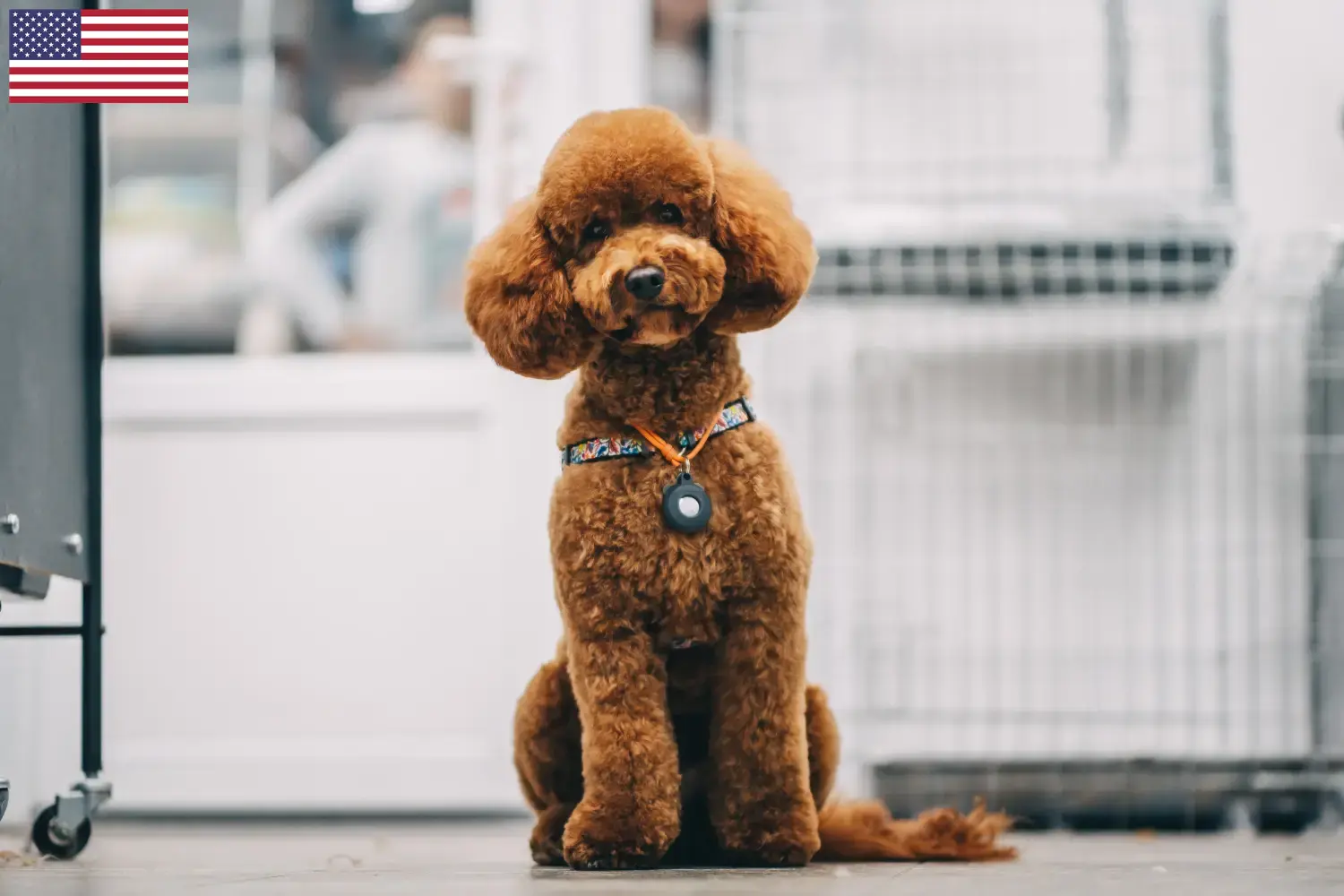 Maltipoo puppies and breeders USA Here you can find Maltipoo breeders in the USA.