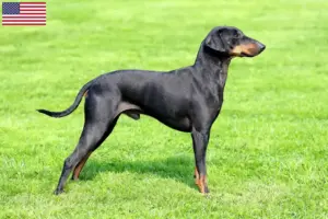 Read more about the article Manchester Terrier breeders and puppies in the USA