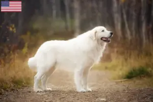 Read more about the article Maremma Abruzzo Sheepdog breeders and puppies in the USA