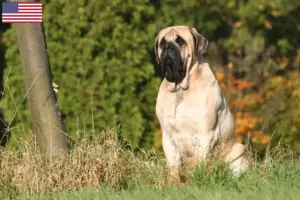 Read more about the article Mastiff breeders and puppies in the USA