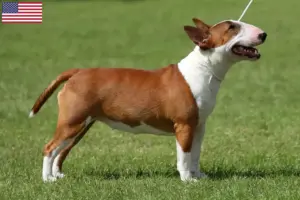 Read more about the article Miniature Bull Terrier breeders and puppies in the USA