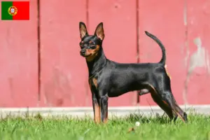 Read more about the article Miniature Pinscher breeders and puppies in Portugal