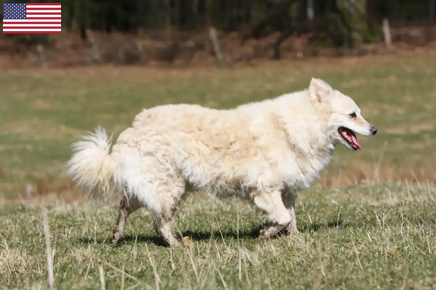 Mudi puppies and breeders USA Here you can find Mudi's breeders in the USA.