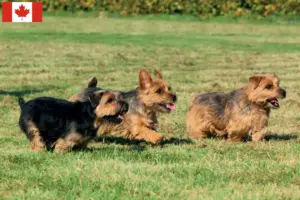 Read more about the article Norfolk Terrier breeders and puppies in Canada