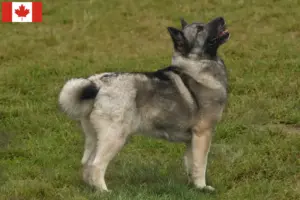 Read more about the article Norwegian Buhund breeder and puppies in Canada