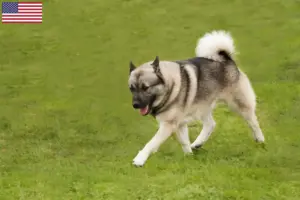 Read more about the article Norwegian Buhund breeders and puppies in the USA