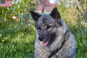 Read more about the article Norwegian Elkhound breeders and puppies in the USA