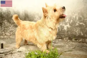 Read more about the article Norwich Terrier breeders and puppies in the USA