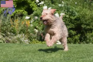 Read more about the article Otterhound breeders and puppies in the USA