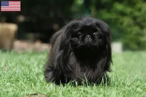 Read more about the article Pekingese breeders and puppies in the USA