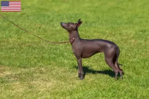 Read more about the article Peruvian Hairless Dog Breeder and Puppies in the USA