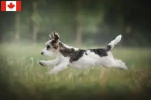 Read more about the article Petit Basset Griffon Vendéen breeders and puppies in Canada