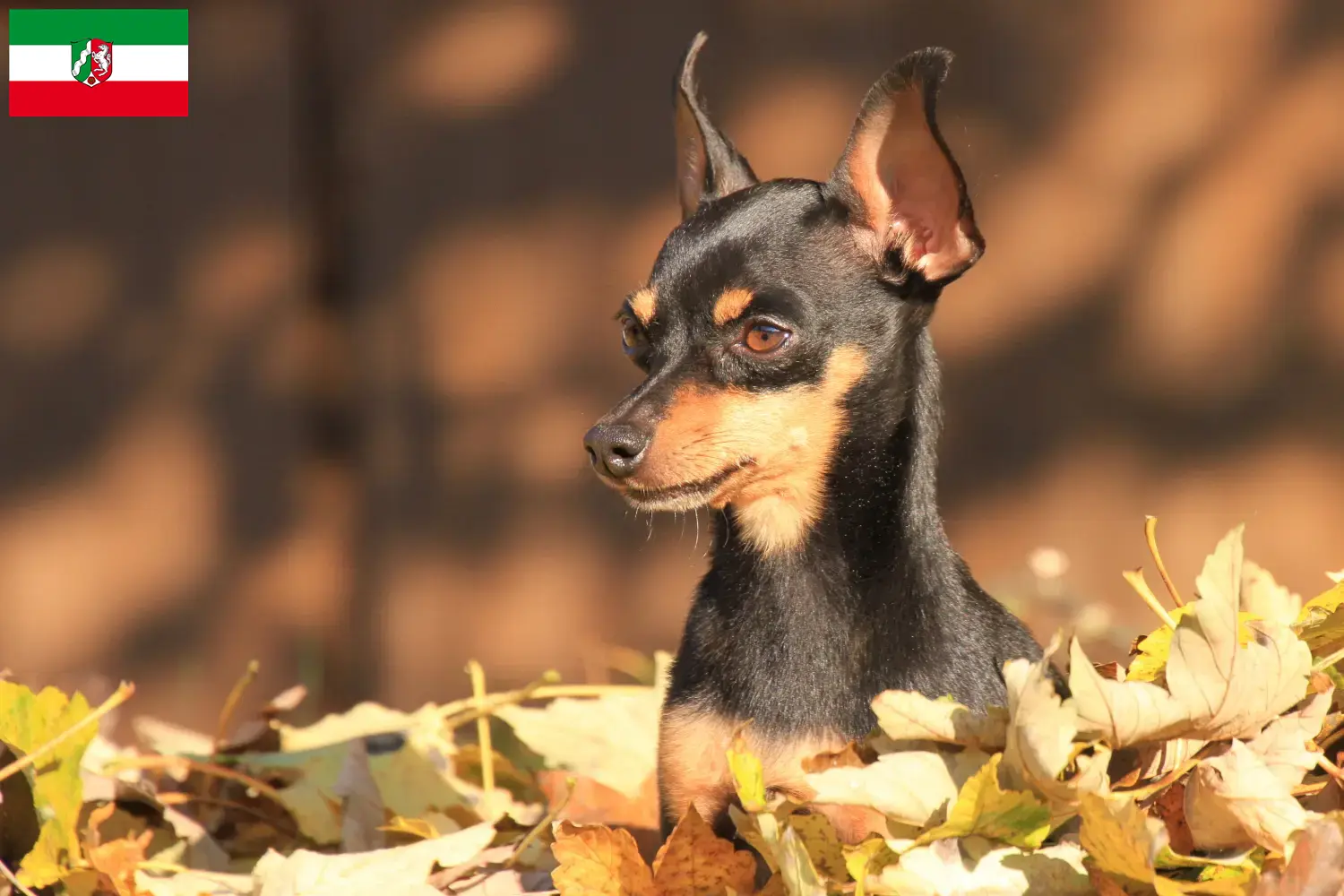 Read more about the article Prager Rattler breeders and puppies in North Rhine-Westphalia
