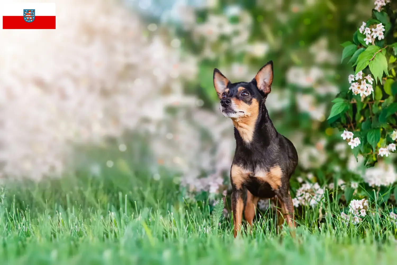 Read more about the article Prager Rattler breeders and puppies in Thuringia