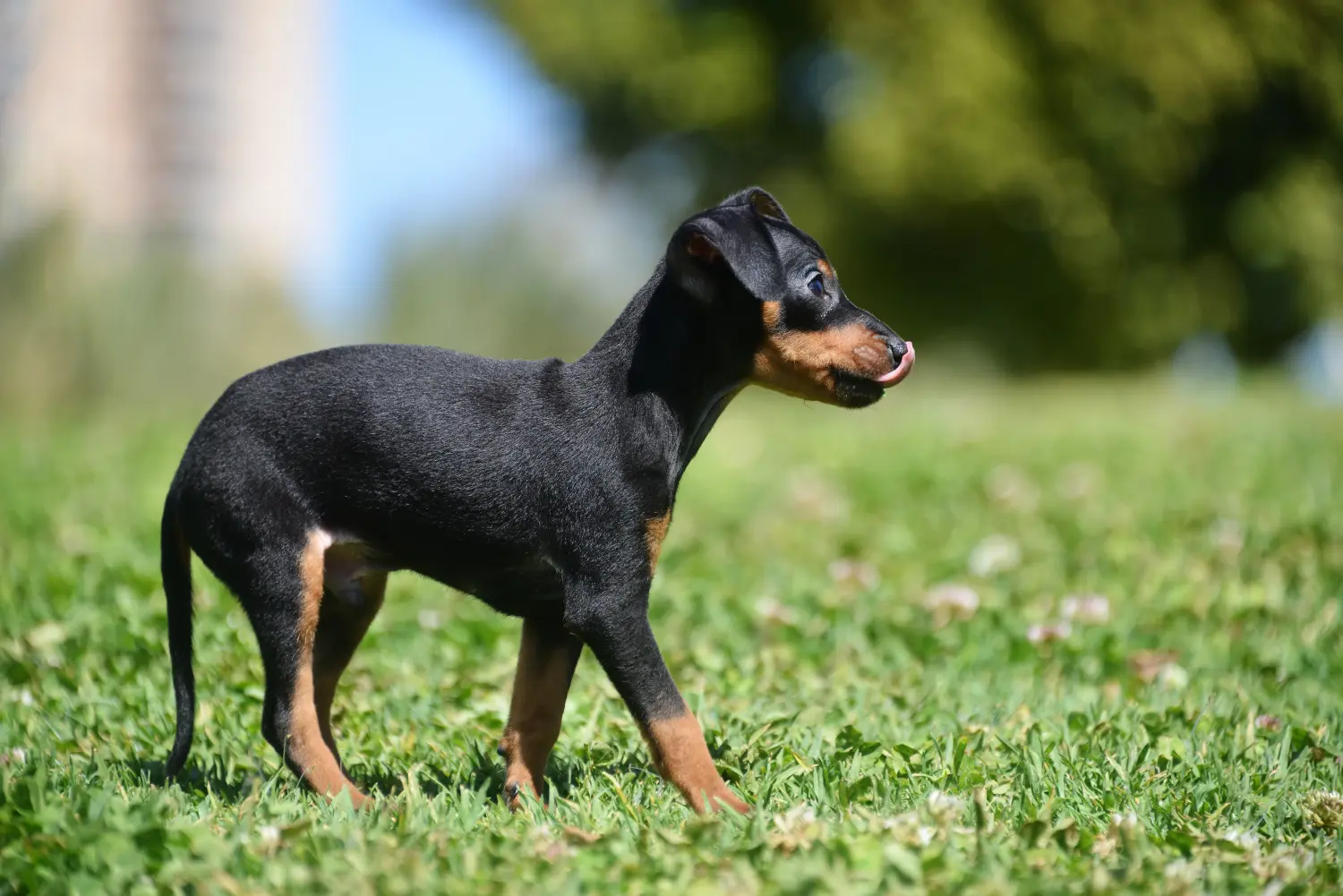 Buying a Prager Rattler puppy means taking responsibility! Buy Prager Rattler puppies.
