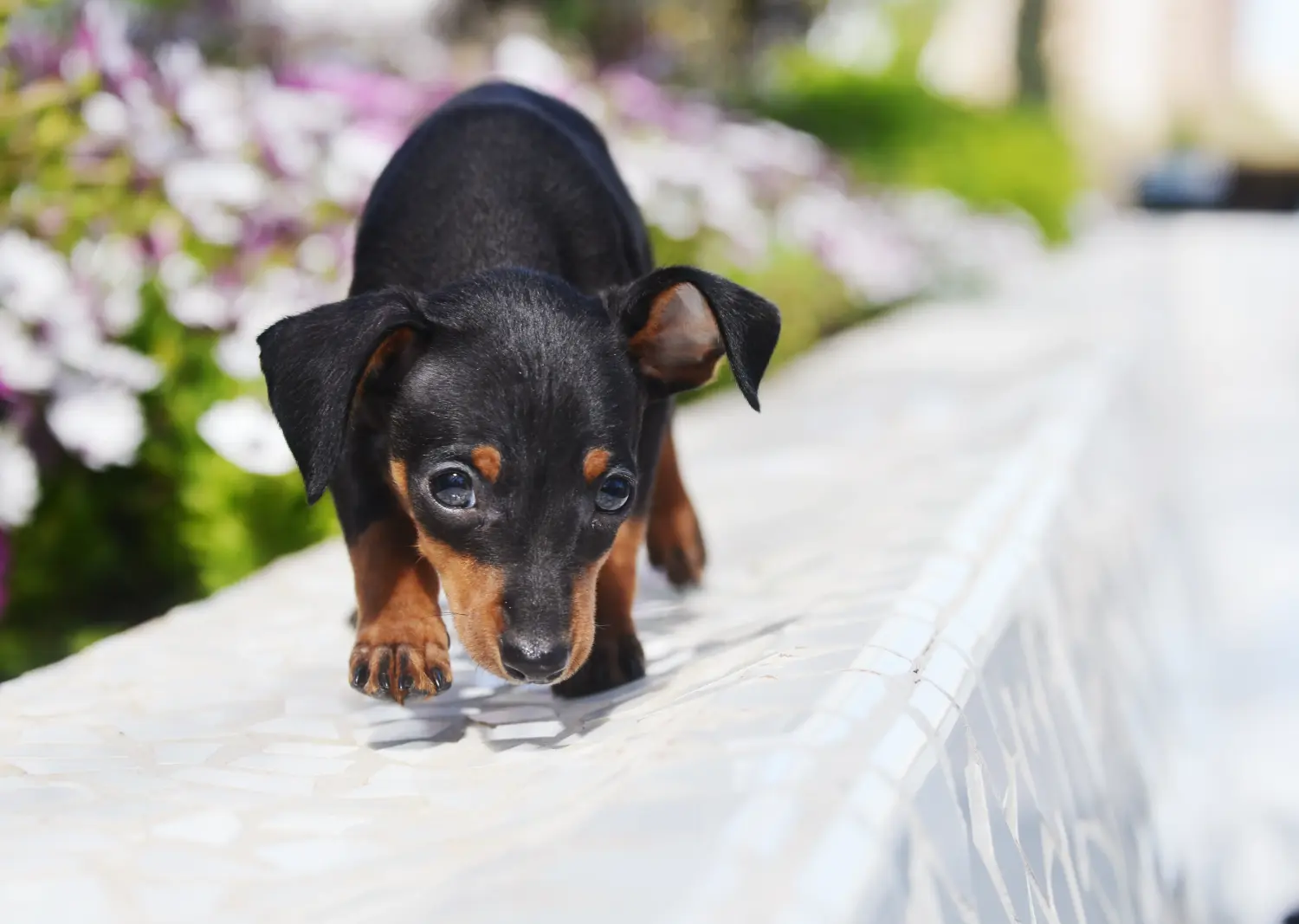 Buying a Prager Rattler puppy means taking responsibility! Buy Prager Rattler puppies.