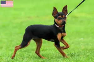Read more about the article Russkiy Toy breeders and puppies in the USA