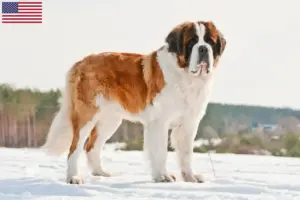 Read more about the article Saint Bernard breeders and puppies in the USA