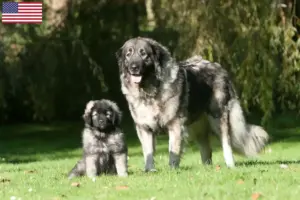 Read more about the article Šarplaninac breeders and puppies in the USA