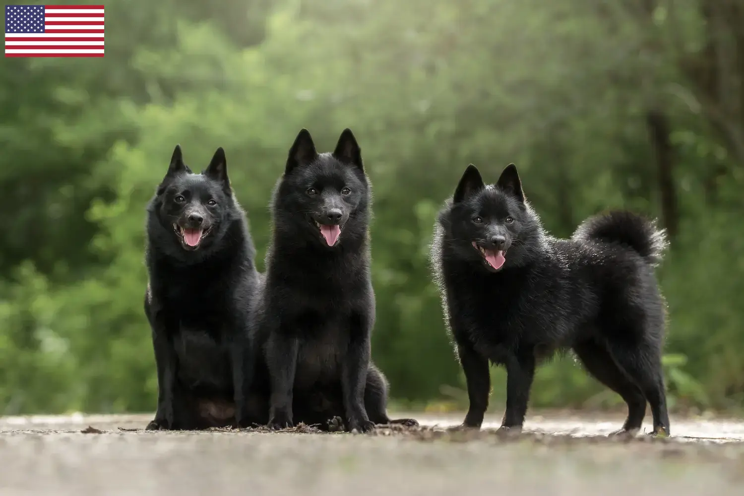 Schipperke puppies and breeders USA Here you can find Schipperkes breeders in the USA.