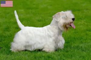 Read more about the article Sealyham Terrier breeders and puppies in the USA