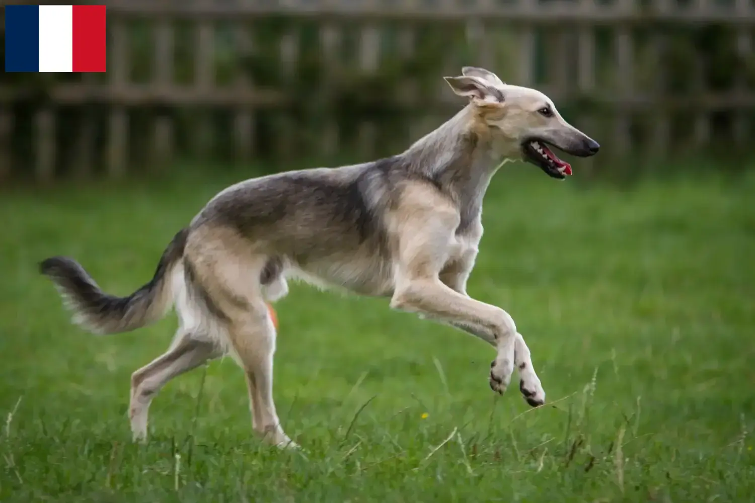 Read more about the article Silken Windsprite breeders and puppies in France