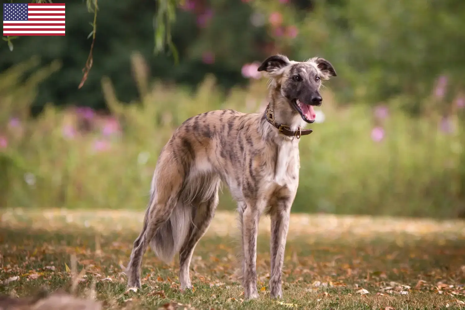 Read more about the article Silken Windsprite breeders and puppies in the USA