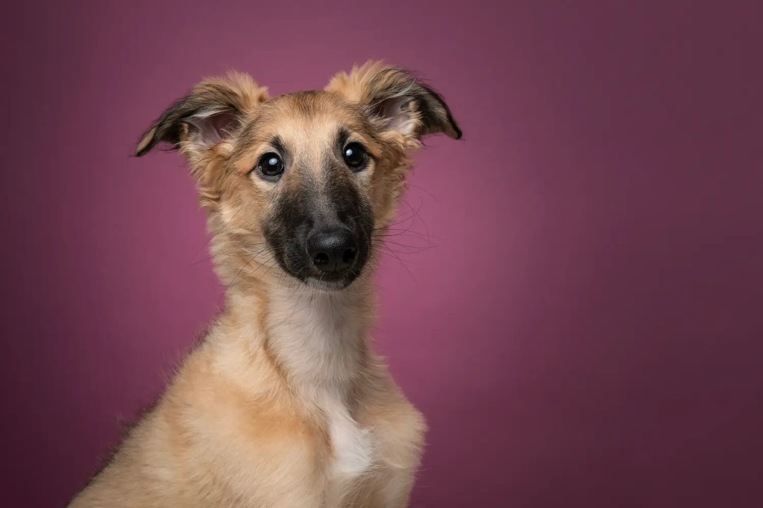 Buying a Silken Windsprite puppy means taking responsibility! Buy Silken Windsprite puppies.