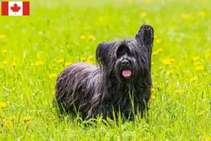 Read more about the article Skye Terrier breeders and puppies in Canada