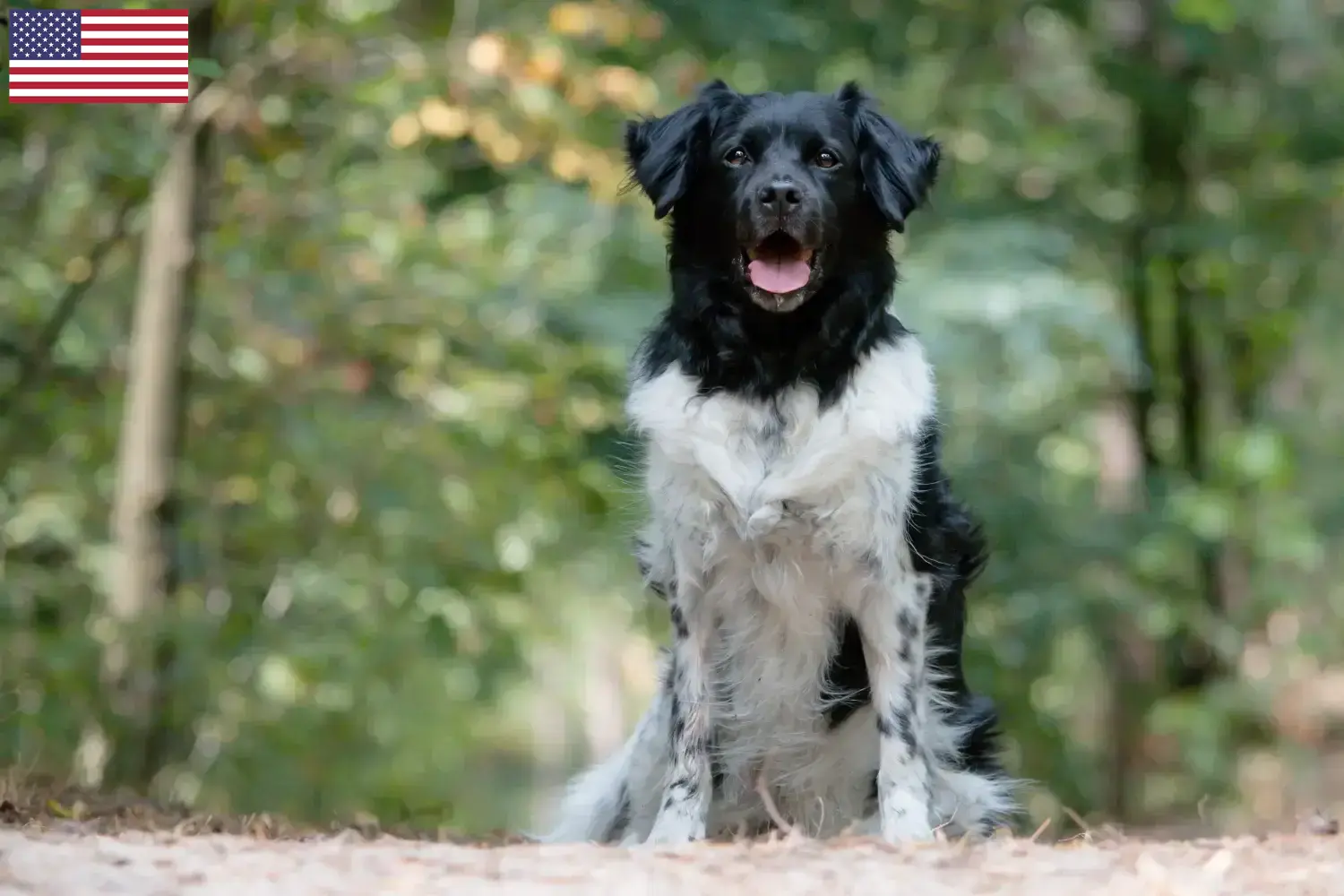 Read more about the article Stabij breeders and puppies in the USA