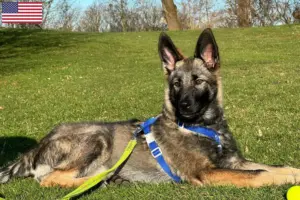 Read more about the article Sylvan Companion Dog breeders and puppies in the USA