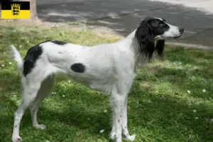 Read more about the article Taigan breeders and puppies in Baden-Württemberg
