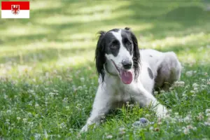 Read more about the article Taigan breeders and puppies in Brandenburg