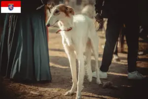 Read more about the article Taigan breeders and puppies in Hessen